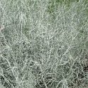 Helichrysum italicum